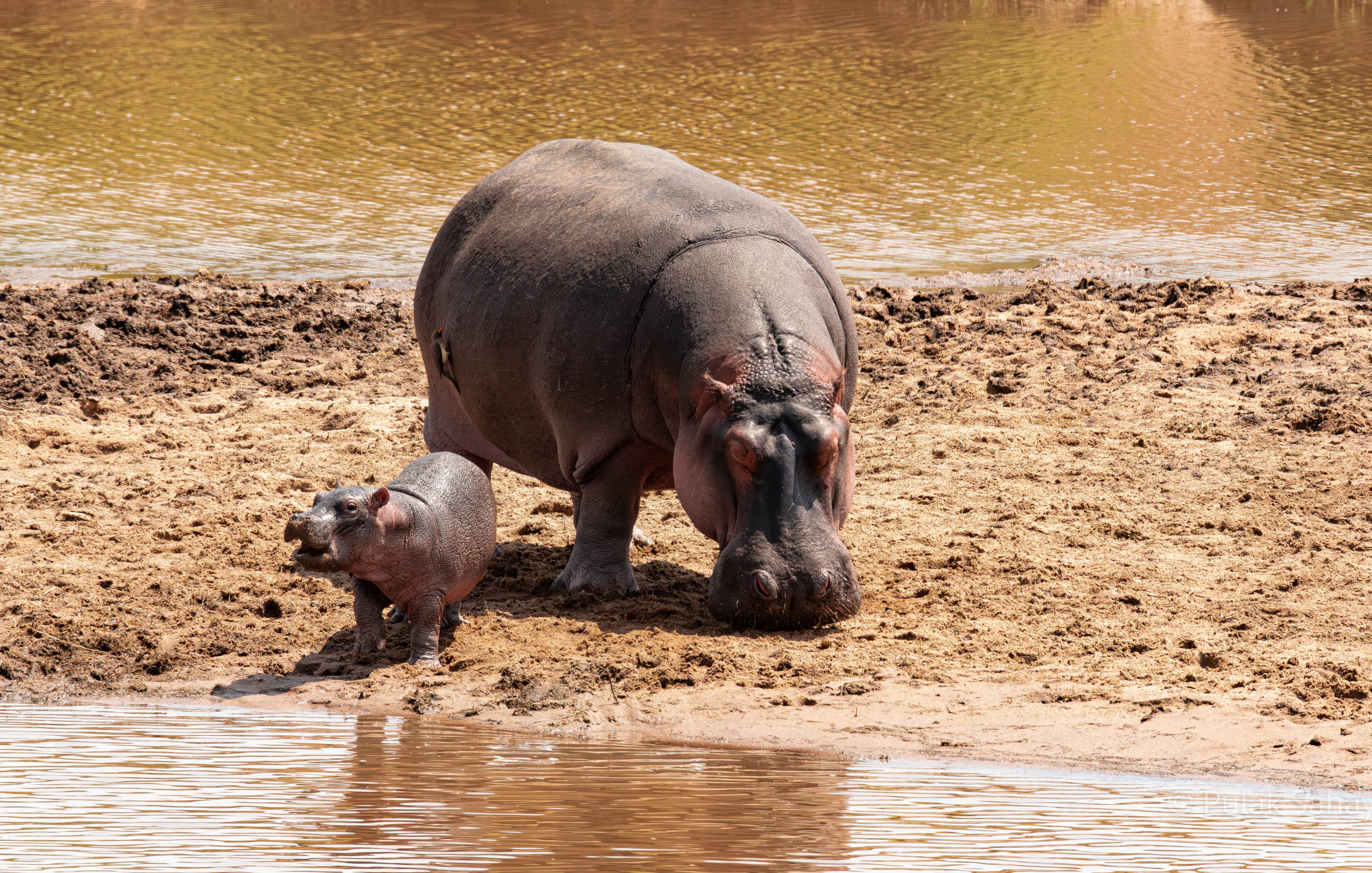 Mum with baby hippo & her own Oxpecker bird